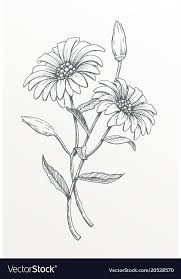 Erase the guide lines from the center of the flower. Hand Drawn Line Art Flower Vector Drawing Of Two Daisies Download A Free Preview Or High Quali Flower Line Drawings Flower Drawing Pencil Drawings Of Flowers