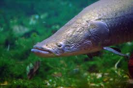 Der candirú ist ein parasit. Arapaima Fangverbot Fur Delikatesse In Peru Da Bereits Selten Geworden