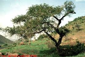 Image result for Acacia sieberiana