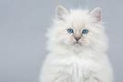 Siberian Cat Kittens For Sale by Reputable Breeders ...
