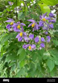 Image result for Solanum seaforthianum