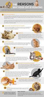 Reasons Why Your Cat Is Vomiting But Acting Normal Infographic Cat Infographic Cat Facts Cats