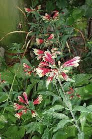 Image result for Alstroemeria pulchella
