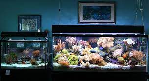 Ikan hias dari famili cyprinidea ini banyak dijumpai di asia tenggara terlebih di daerah indonesia seperti kalimantan, sumatra maupun jawa. 8 Peralatan Membuat Aquarium Air Laut Informasi Ikan Hias Air Tawar Dan Laut Ikanhiasku Net