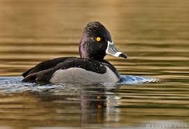 Big Black Bird With White Ring Around Neck Ring Necked Duck Aythya Collaris Duck Pictures Duck Bird Species