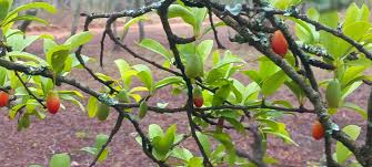 Image result for Siphonochilus longitubus