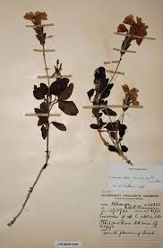 Image result for Crossandra mucronata