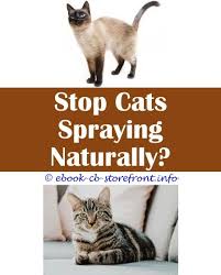 Is it possible to train them? 12 Prodigious Stop Cat Spraying In The House Cat Spray Male Cat Spraying Cat Spray Smell