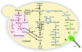 Ha non ta pas recommencé! Biosynthetic Pathway For Hyaluronic Acid Ha Production In Ogataea Download Scientific Diagram