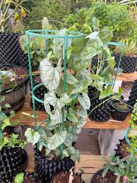 Image result for Gerrardanthus lobatus