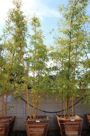 Image result for Bambusa