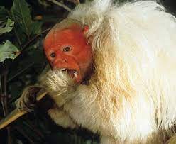 Bald Uakari White Bald Headed Uakari Weird Animals Uakari Primates