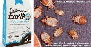 Diatomaceous Earth De Can Kill Bed Bugs Here S How To Use It Kill Bed Bugs Bed Bugs Diatomaceous Earth Food Grade
