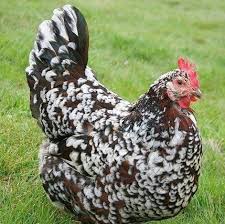 Black And White Speckled Chicken Breed Speckled Sussex Hen Sussex Chicken Chicken Breeds Chicken Tattoo