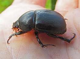 Image result for Pentodon