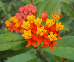 Image result for Asclepias buchwaldii