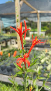 Image result for Anisacanthus