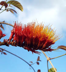 We did not find results for: The Coolest Plants In The Amazon Rainforest Rainforest Cruises