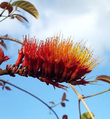 .flowers native mexican flowers south america vegetation brazil flowers american pitcher plant rare blue flowers native american indian flowers flower species purple fuchsia flowers native passion flower american wild flowers ecuador flowers. The Coolest Plants In The Amazon Rainforest Rainforest Cruises