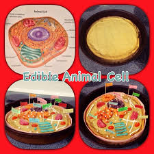 Maybe you would like to learn more about one of these? Edible Animal Cell Science Project Sugar Cookie Dough Candy Marshmallow Creme And Frosting Edible Animal Cell Edible Cell Animal Cell
