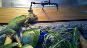 Automatic Reptile Mister Bltcollege In