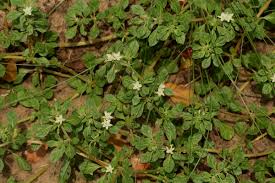 Image result for Glinus lotoides