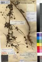 Image result for Bidens grantii