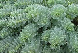 Ocular inflammation varies from a mild conjunctivitis to severe keratouveitis, and there. Euphorbia Seeds Cushion Spurge Perennial Flowers Seeds Drought Tolerant Euphorbia Myrsinites Euphorbia Annual Plants
