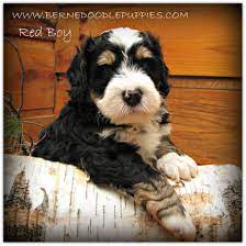 Check spelling or type a new query. Mini Bernedoodle Puppies For Sale Ontario Kelvinhack127