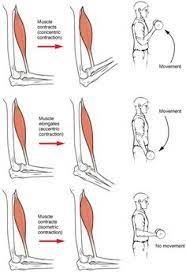 The Different Types Of Muscle Tissue And Their Mode Of Action Types Of Muscles Muscle Contraction Muscular System Anatomy