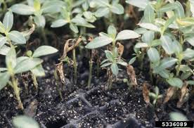 Image result for tomato seedling damping off