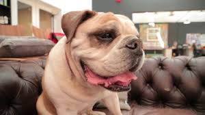 There hair has a soft texture and is a dogs breed background determines the type of fur coat they have, as well as how much they shed. English Bulldog 101 Is A Bulldog Right For You Youtube