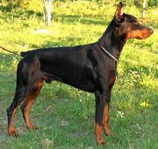 We did not find results for: Doberman Puppy For Sale In Myakka City Florida Classified Americanlisted Com