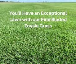 Like other zoysia varieties, it is drought and heat tolerant and is good at resisting disease pressure. Why Pick Emerald Zoysia Grass Houston Grass South Katy Sugar Land