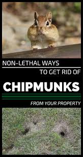 Why are chipmunks even a problem? Non Lethal Ways To Get Rid Of Chipmunks From Your Property Get Rid Of Chipmunks Get Rid Of Squirrels Chipmunk Repellent