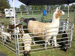 Covered Pen Mobile Petting Zoo Zoo Animals Zoo