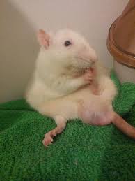 Rat Fan Club Cheddar Cute Rats Funny Rats Cute Animals