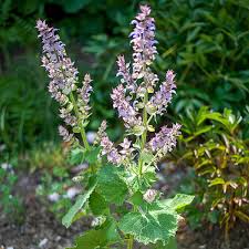 Image result for Salvia sclarea