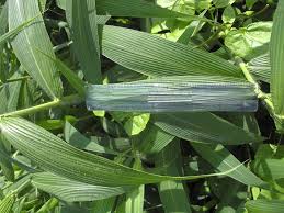 Image result for Setaria poiretiana