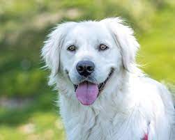 Find a white golden puppy in georgetown (northern california). 10 Facts You Didn T Know About The English Cream Golden Retriever All Things Dogs All Things Dogs