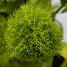 Decorative green gel spheres for flowers & candles. Green Carnation Green Trick Dianthus Nurseries Online