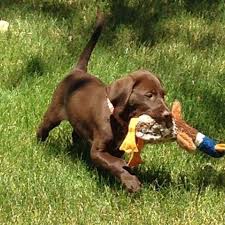 We did not find results for: German Shorthaired Lab Home Facebook