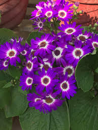 Image result for Cineraria deltoidea