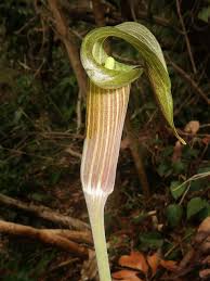 Image result for Arisaema mildbraedii