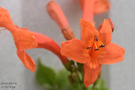 Image result for Haumaniastrum