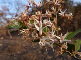 Image result for Baissea