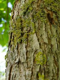 Image result for Catalpa