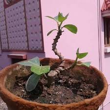 Image result for Ficus chirindensis