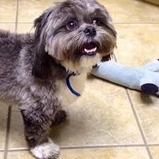 Black And White Coton De Tulear Puppies For Sale My Shih Ton Shih Tzu And Coton De Tulear Mix Coton De Tulear Cute Animals Shih Tzu