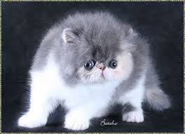 Persian Kittens For Sale Www Batcho Net Bi Color Persian Cat Breeder In Pa